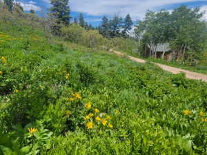 Expansive natural landscape featuring lush green foliage and scattered yellow wildflowers