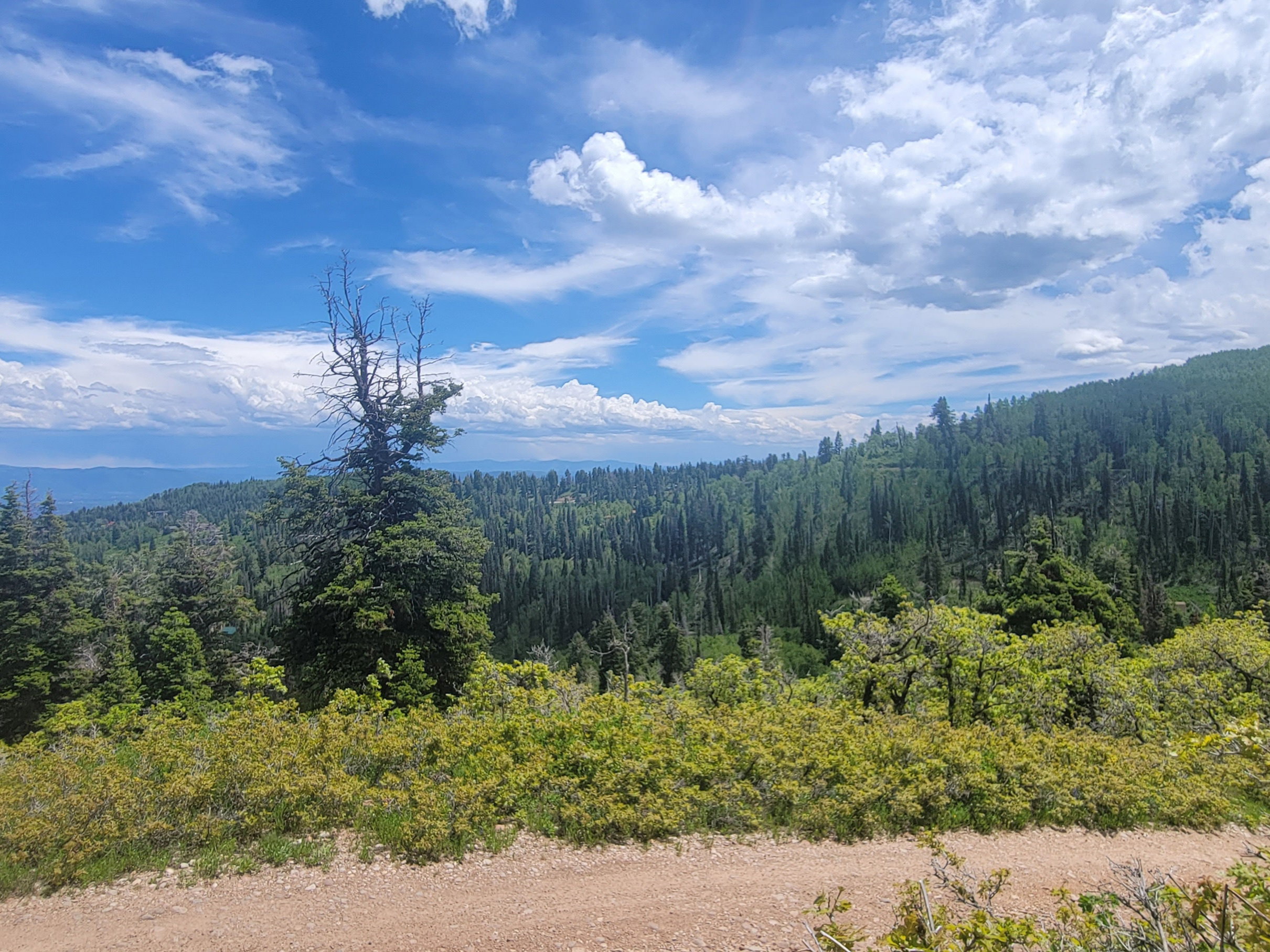 Expansive forested landscape featuring mature evergreen trees and distant mountain ranges