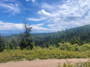 Expansive forested landscape featuring mature evergreen trees and distant mountain ranges