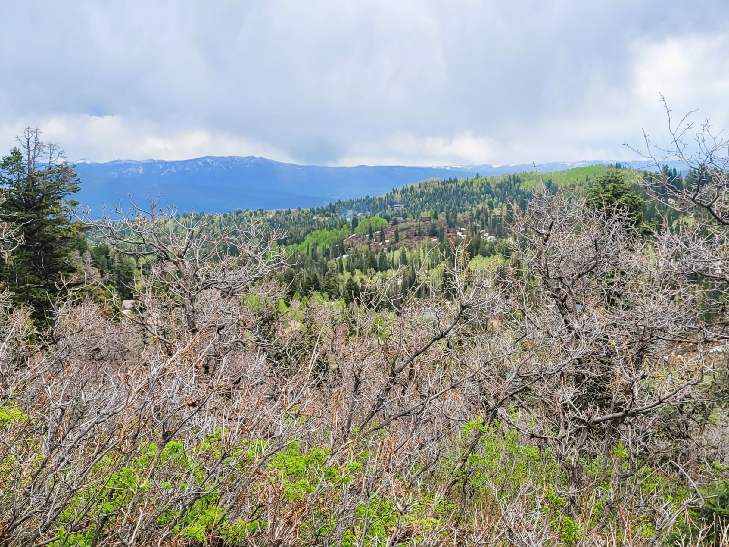 Expansive natural landscape featuring lush green foliage and mature evergreen trees