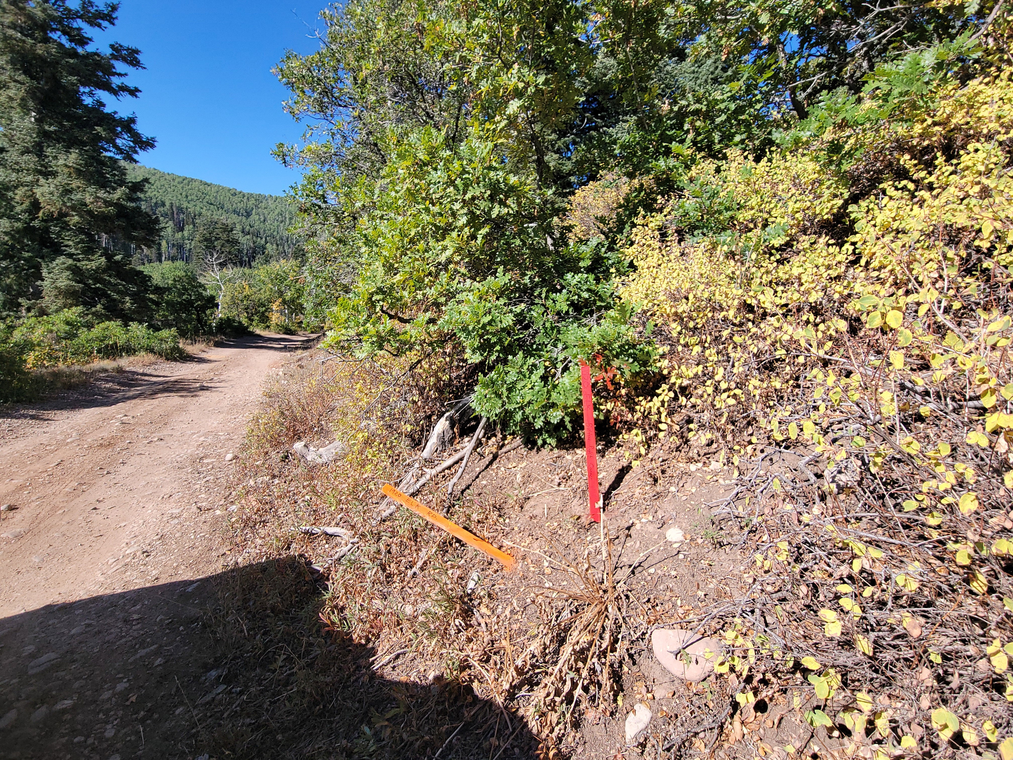 Dirt road winding through varied foliage, including mature trees and yellowing shrubs