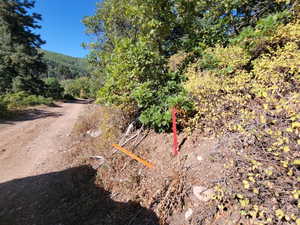 Dirt road winding through varied foliage, including mature trees and yellowing shrubs