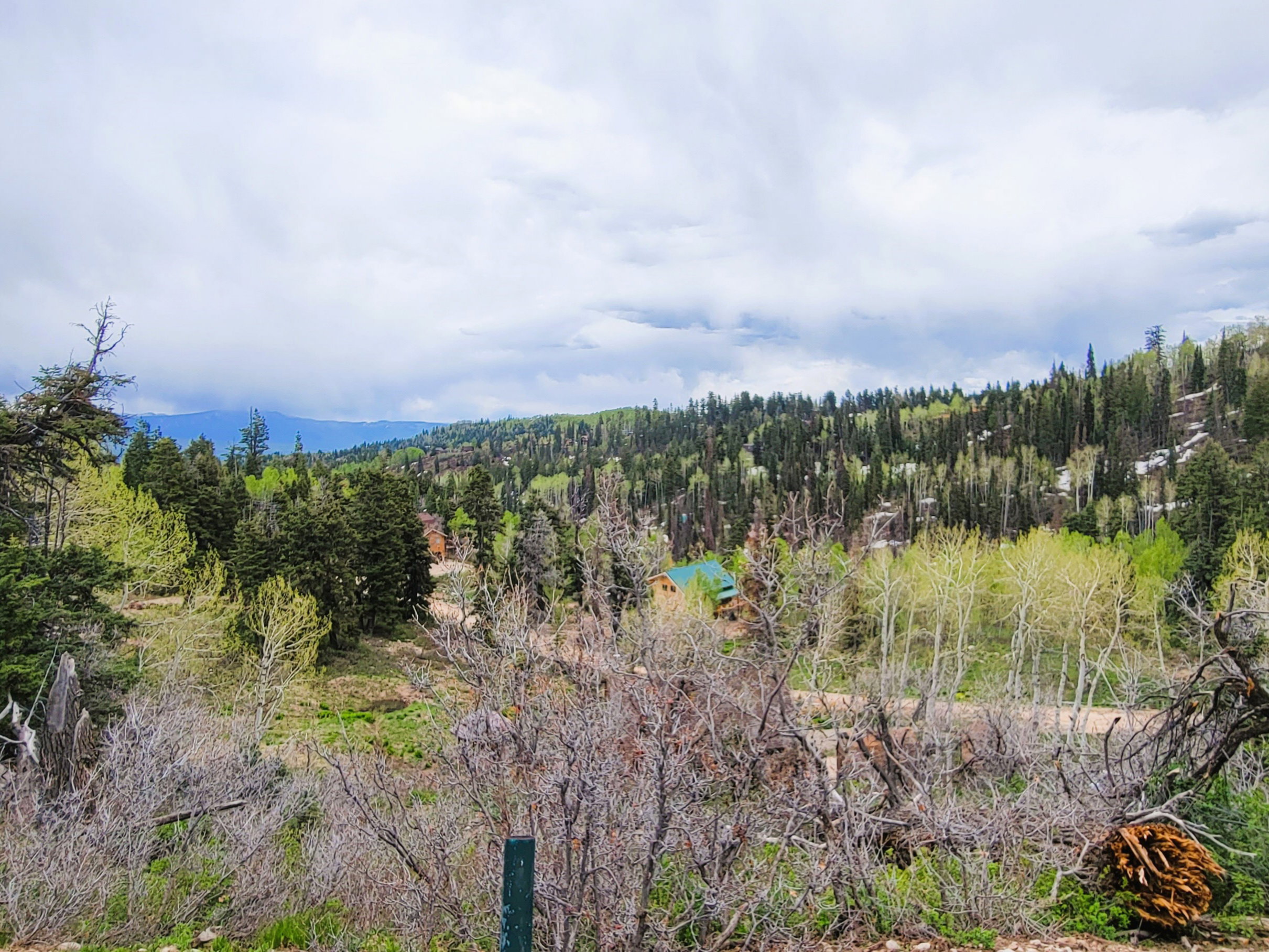 Expansive forested terrain featuring diverse tree species, including evergreens and deciduous trees