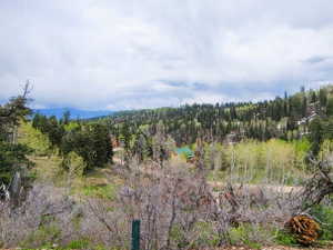 Expansive forested terrain featuring diverse tree species, including evergreens and deciduous trees