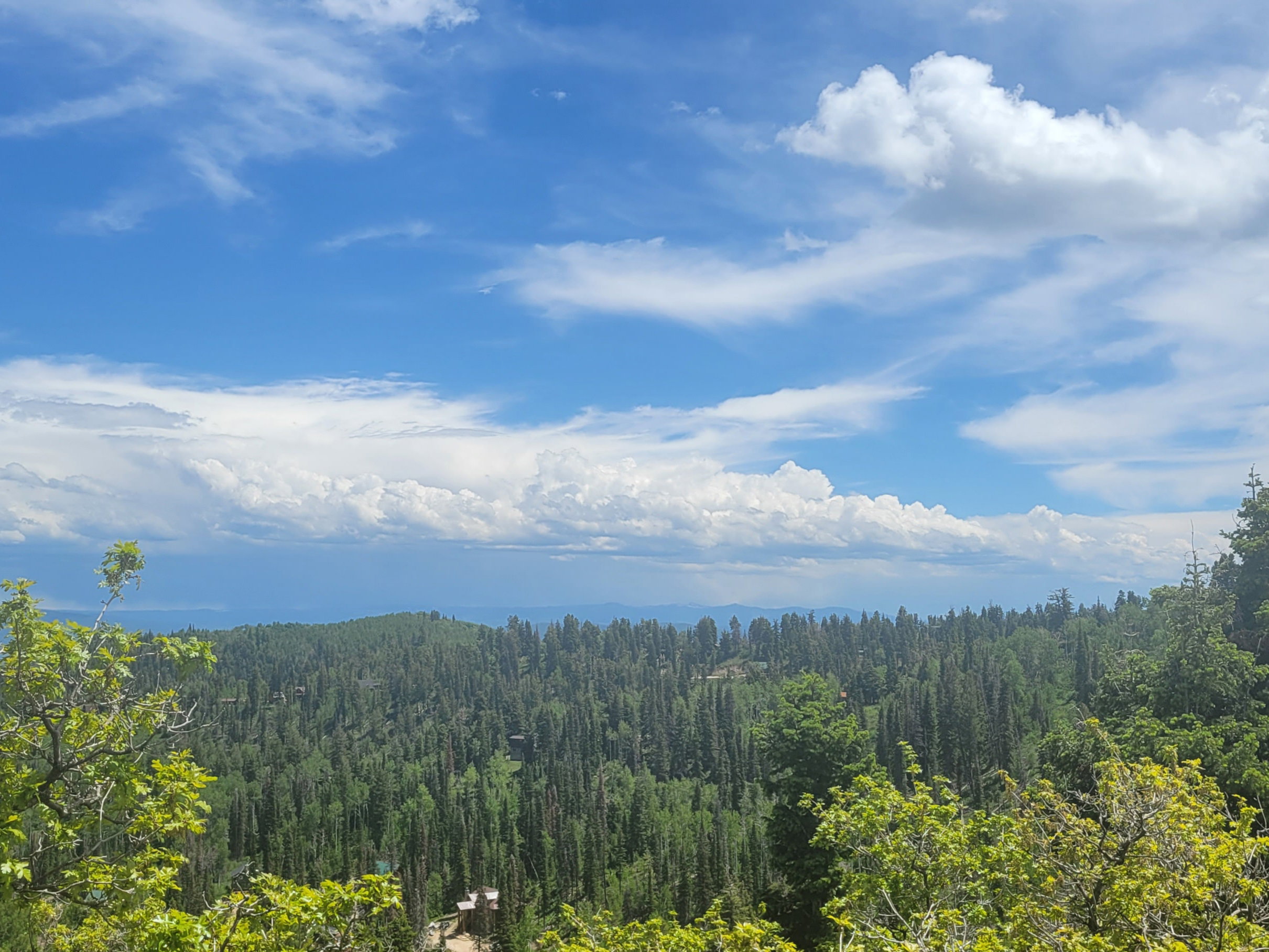 Expansive mountain landscape featuring a dense forest of evergreen trees and a clear blue sky with white clouds