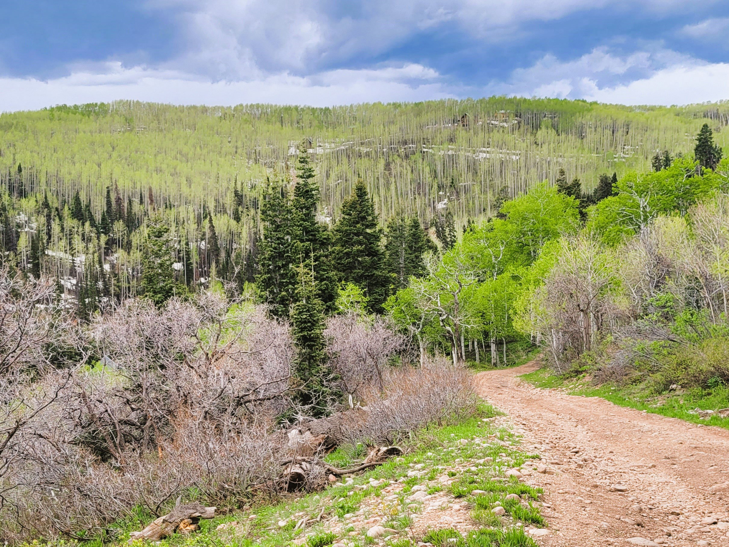 Expansive natural landscape featuring a winding dirt road, varied tree growth, and rolling hills
