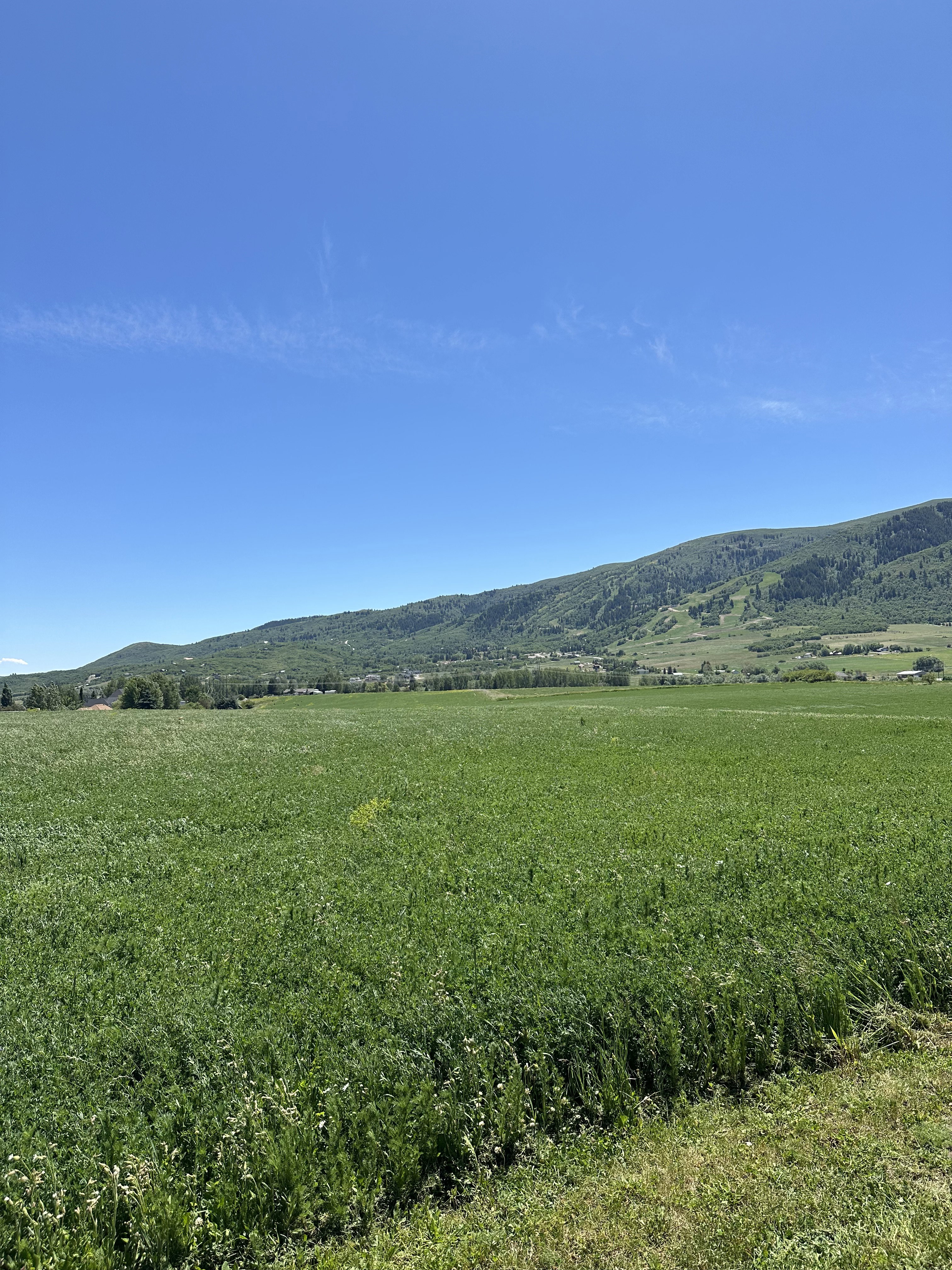 Expansive green field under a clear blue sky, featuring distant treed mountains and a far-off cluster of buildings