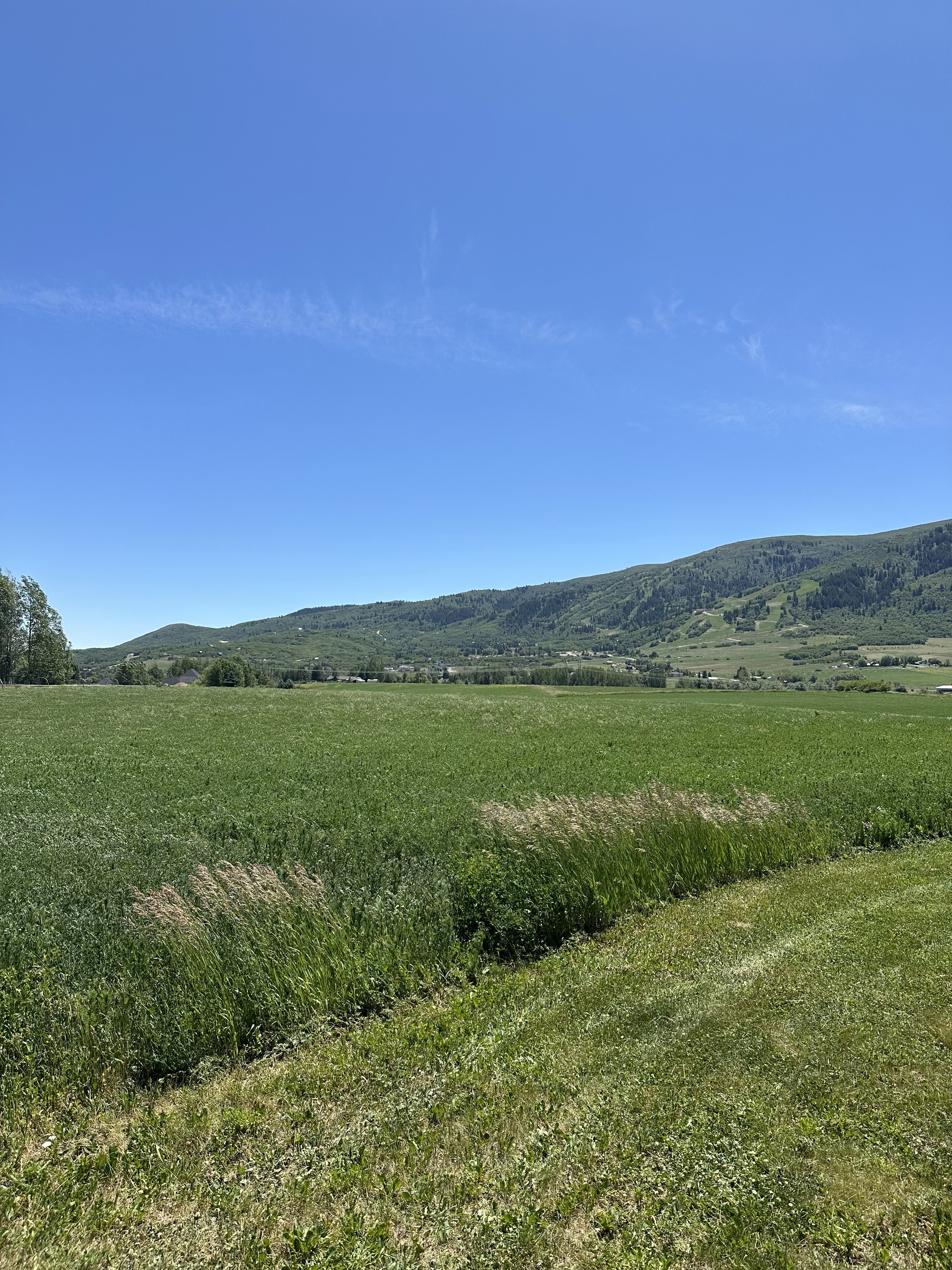 Expansive green fields extending towards distant tree-covered mountains under a clear blue sky