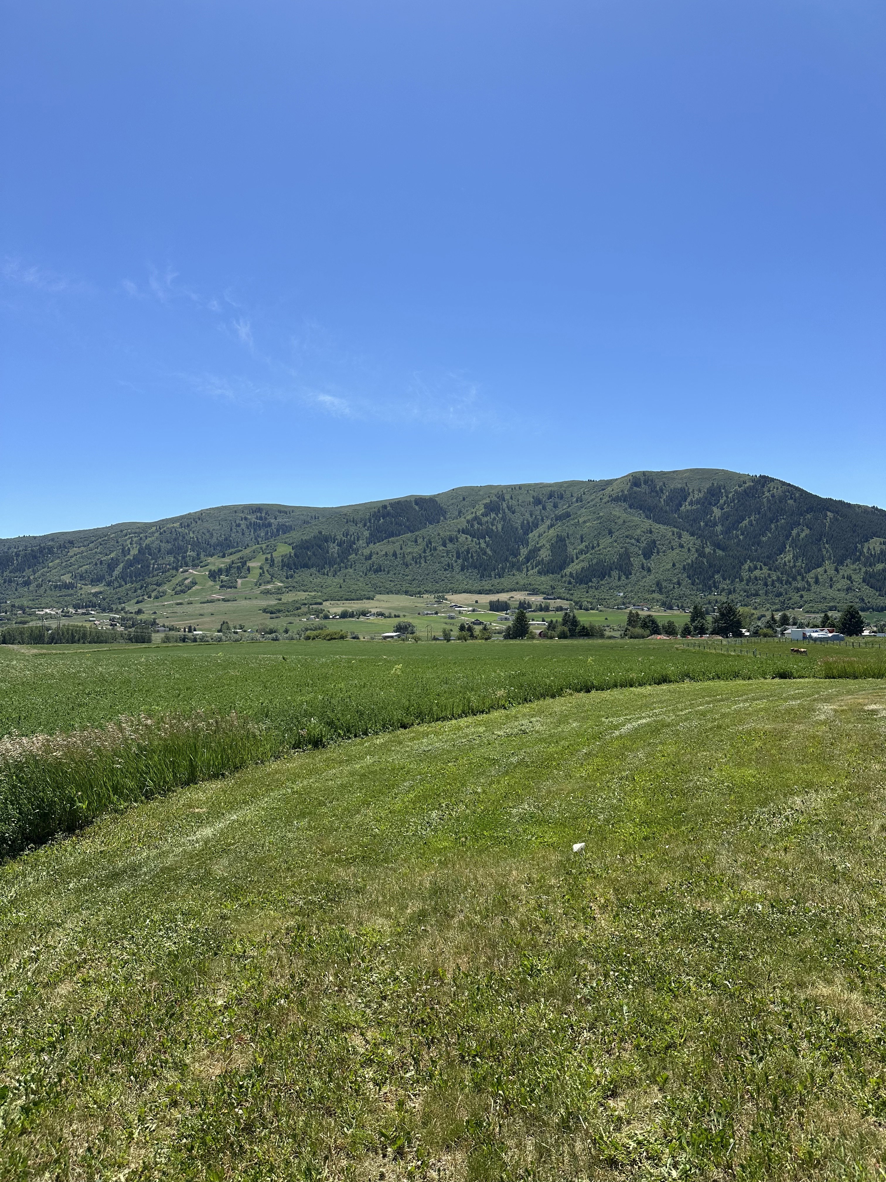 Expansive green landscape featuring a distant tree-covered mountain range under a clear blue sky