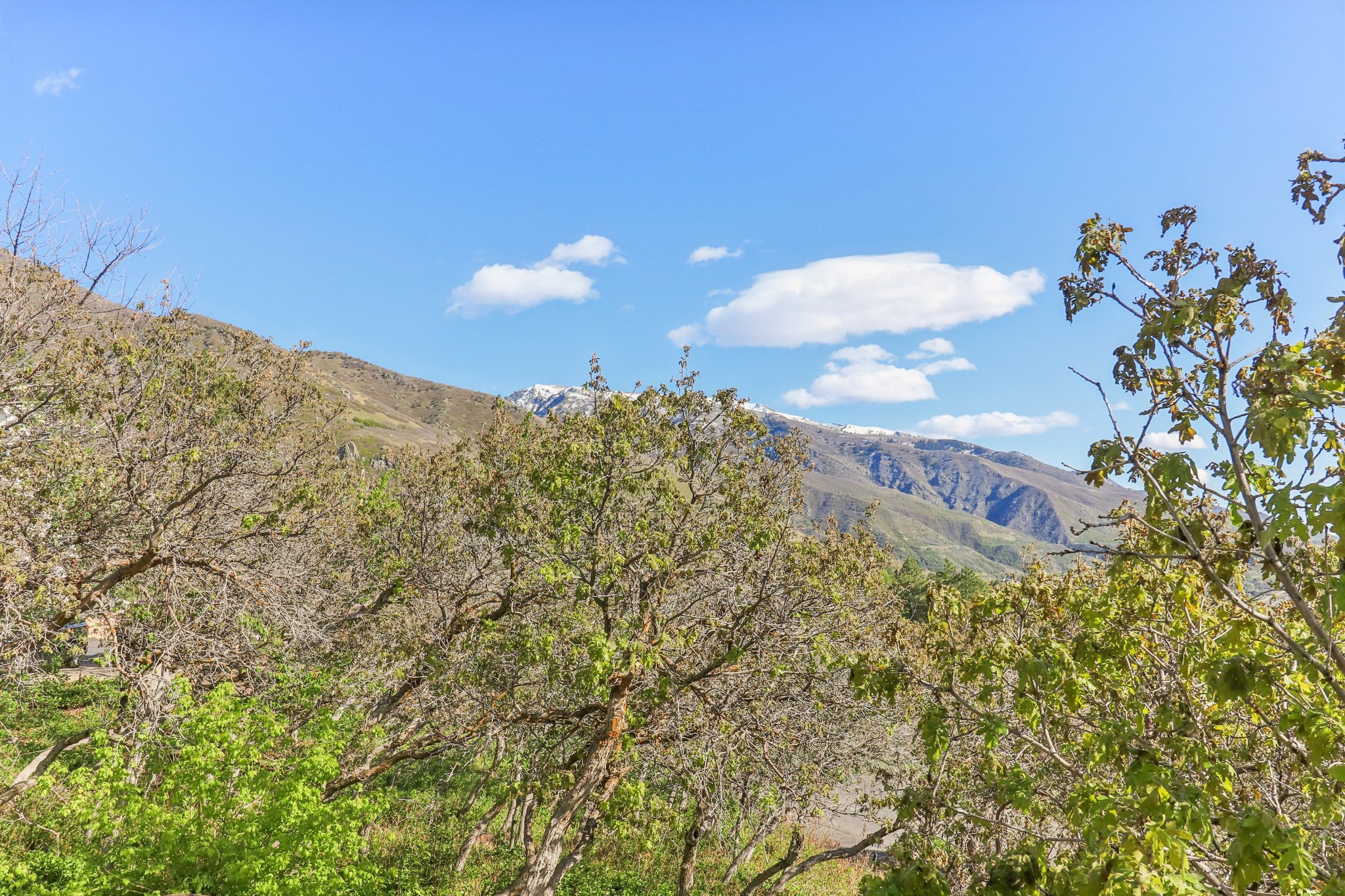 Expansive mountain scenery with snow-capped peaks under a clear blue sky, framed by verdant foliage
