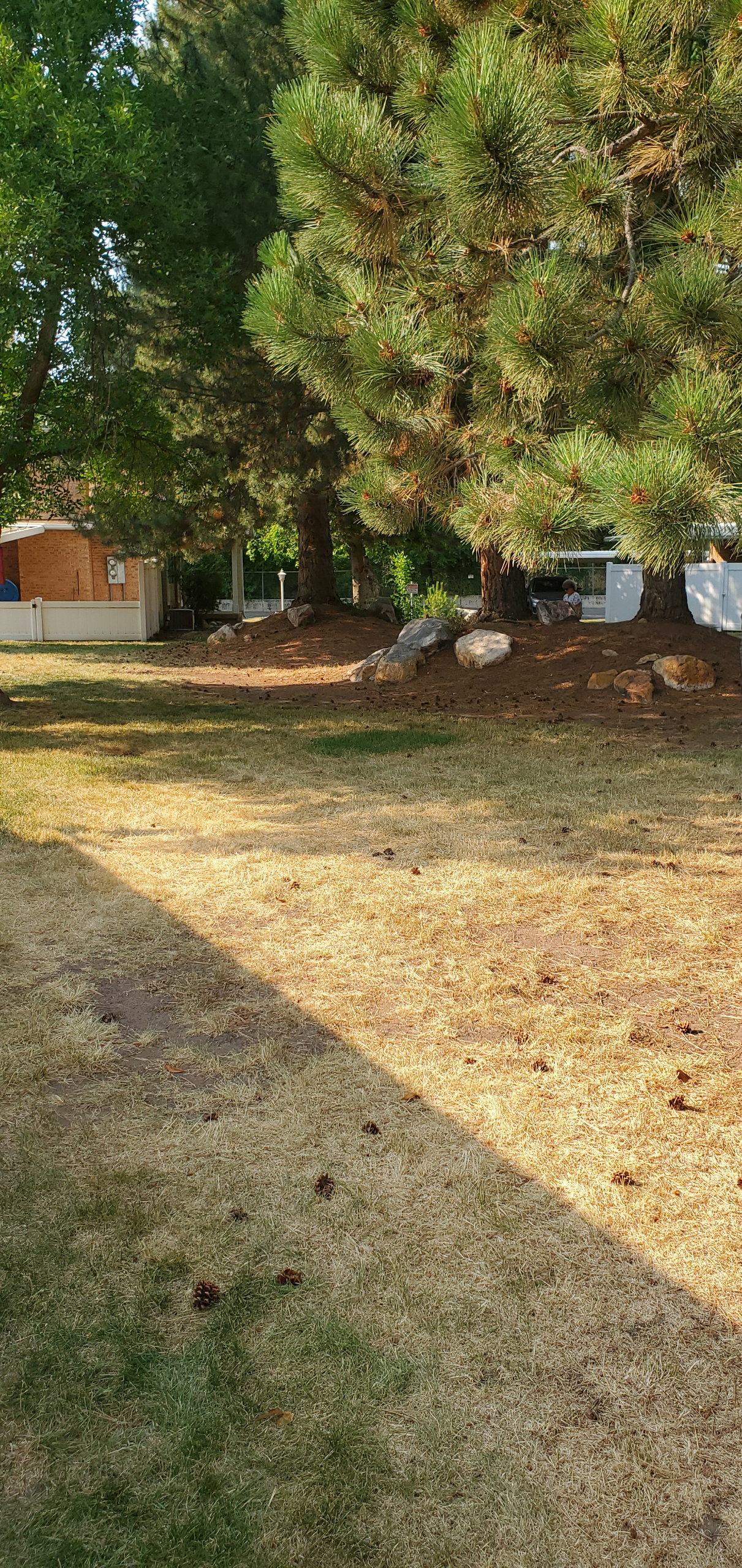 Expansive outdoor space featuring mature pine trees