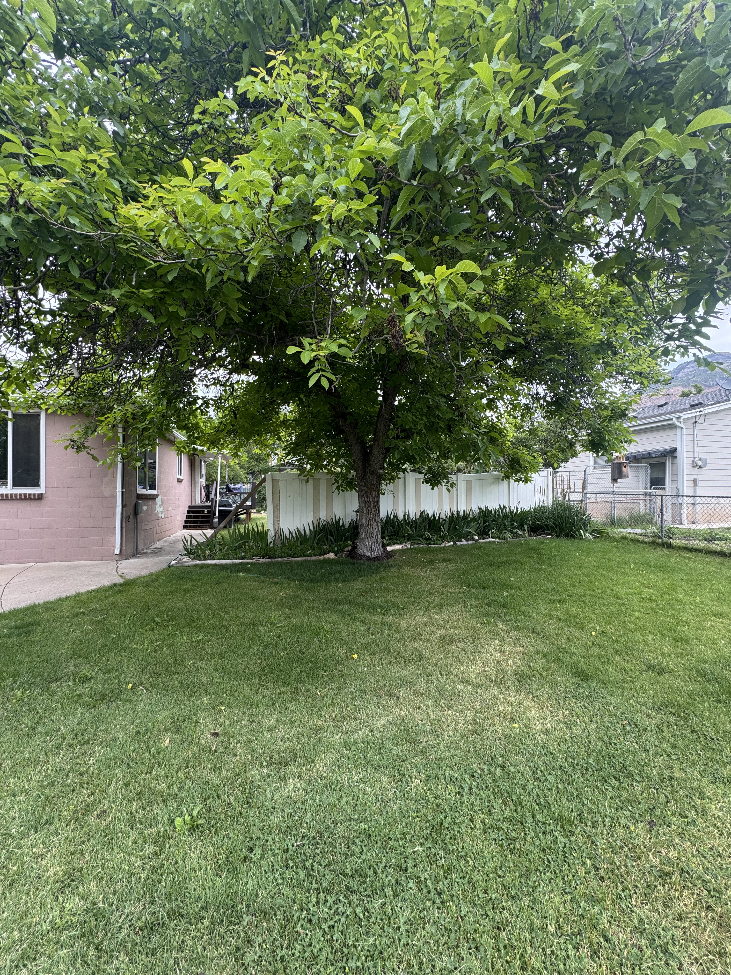 Expansive green lawn with a mature shade tree