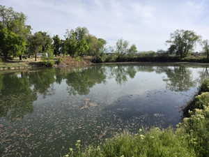 Water feature surrounded by natural vegetation and mature trees