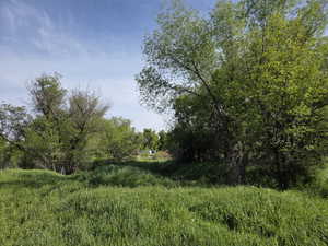 Expansive green grass and mature trees under a clear blue sky