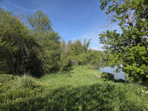 Natural landscape featuring a verdant embankment and mature trees bordering a serene body of water