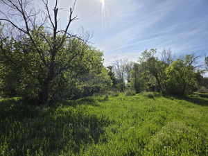 Expansive green space featuring lush grass and mature deciduous trees