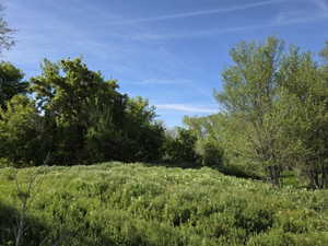 Expanse of natural foliage with mature trees and a vibrant green meadow