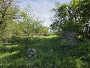 Expansive natural landscape featuring mature trees and lush green foliage