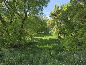 Expanse of natural green foliage with mature trees and a sunny clearing