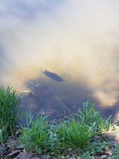 Image quality insufficient for description