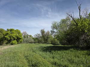 Expansive grassy field bordered by mature deciduous trees and shrubs, under a clear blue sky