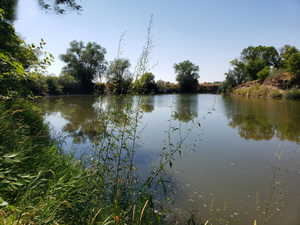 Natural pond with reflections of surrounding trees under a clear sky