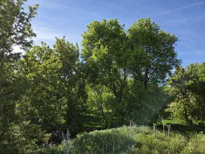 Wooded property with mature trees and natural landscaping