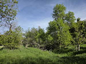 Expansive green space featuring lush foliage and mature trees under a clear blue sky