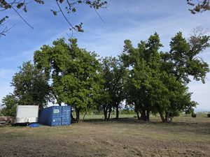 Expansive outdoor space featuring a cluster of mature trees