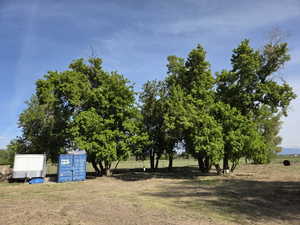Expansive open land featuring numerous mature trees and a clear blue sky