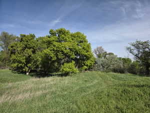 Expansive green space featuring a variety of mature trees and natural vegetation