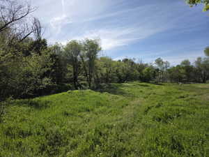 Expansive natural landscape featuring lush green grass and mature trees under a clear blue sky
