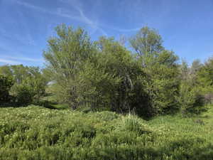 Lush landscape featuring verdant foliage and mature trees