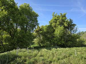 Expansive natural landscape featuring lush green foliage and mature deciduous trees