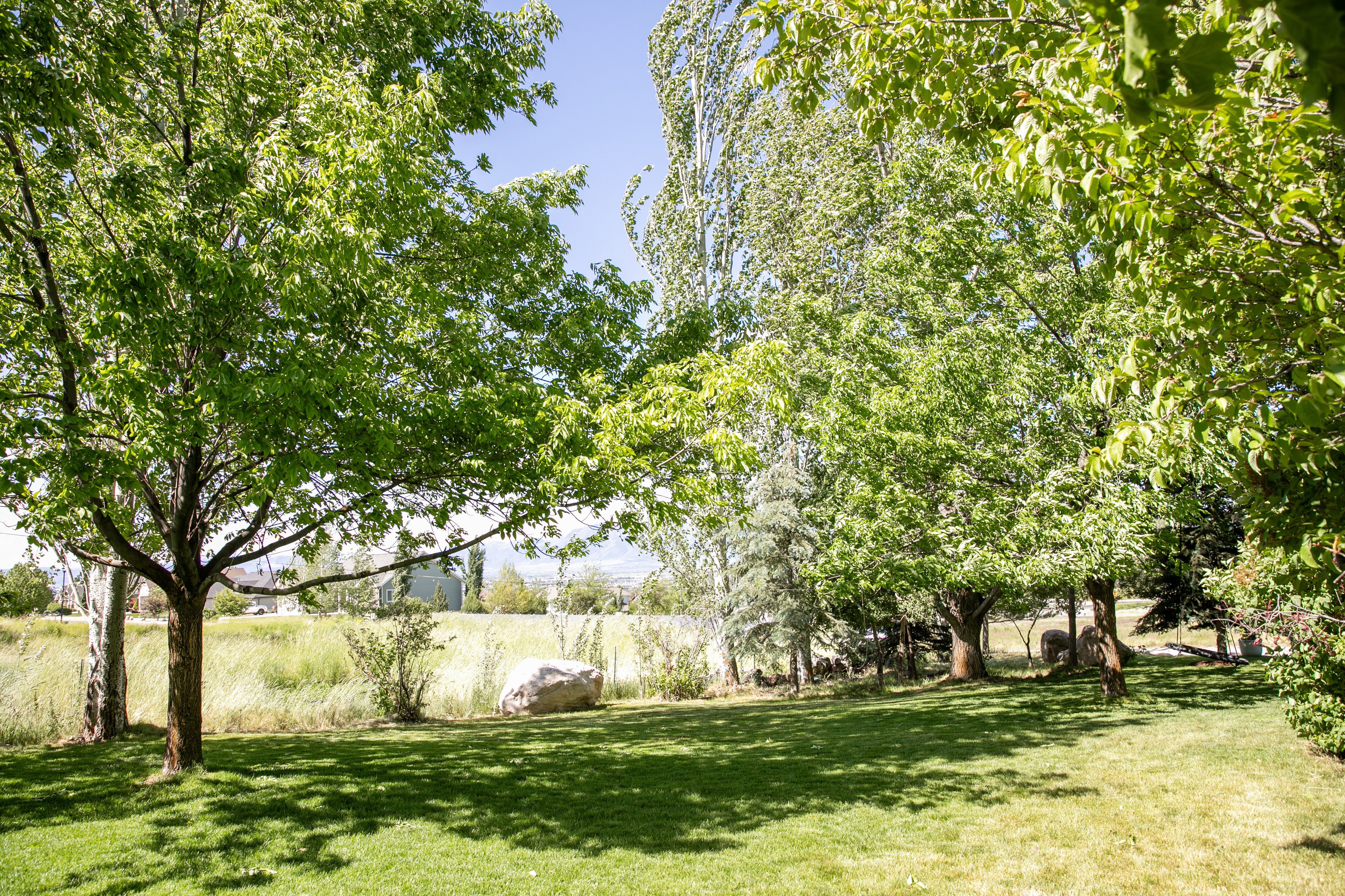 Expansive green lawn with mature trees providing dappled sunlight