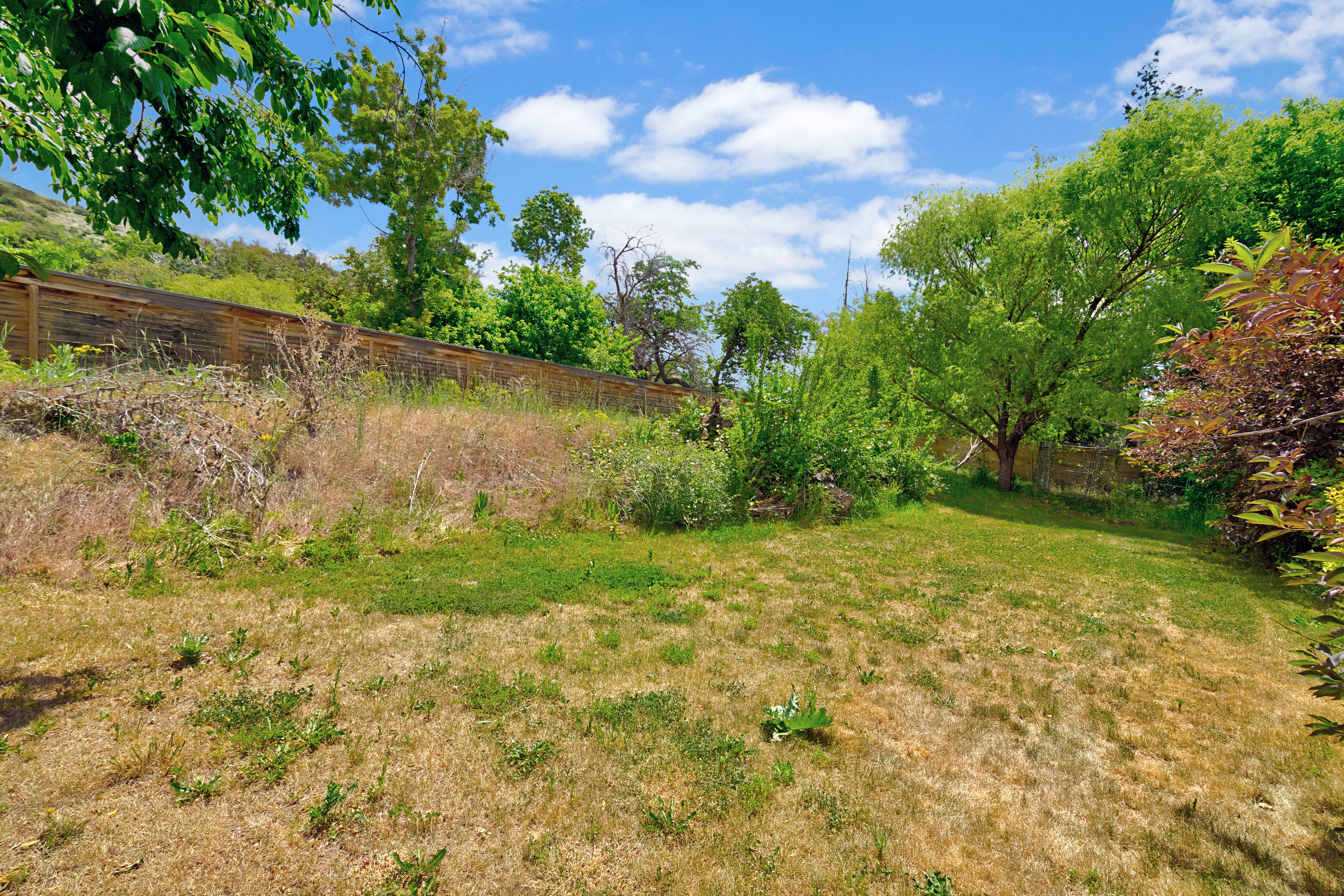 Expansive backyard space with mature trees, established shrubs, and a sloped terrain, bordered by a wood fence