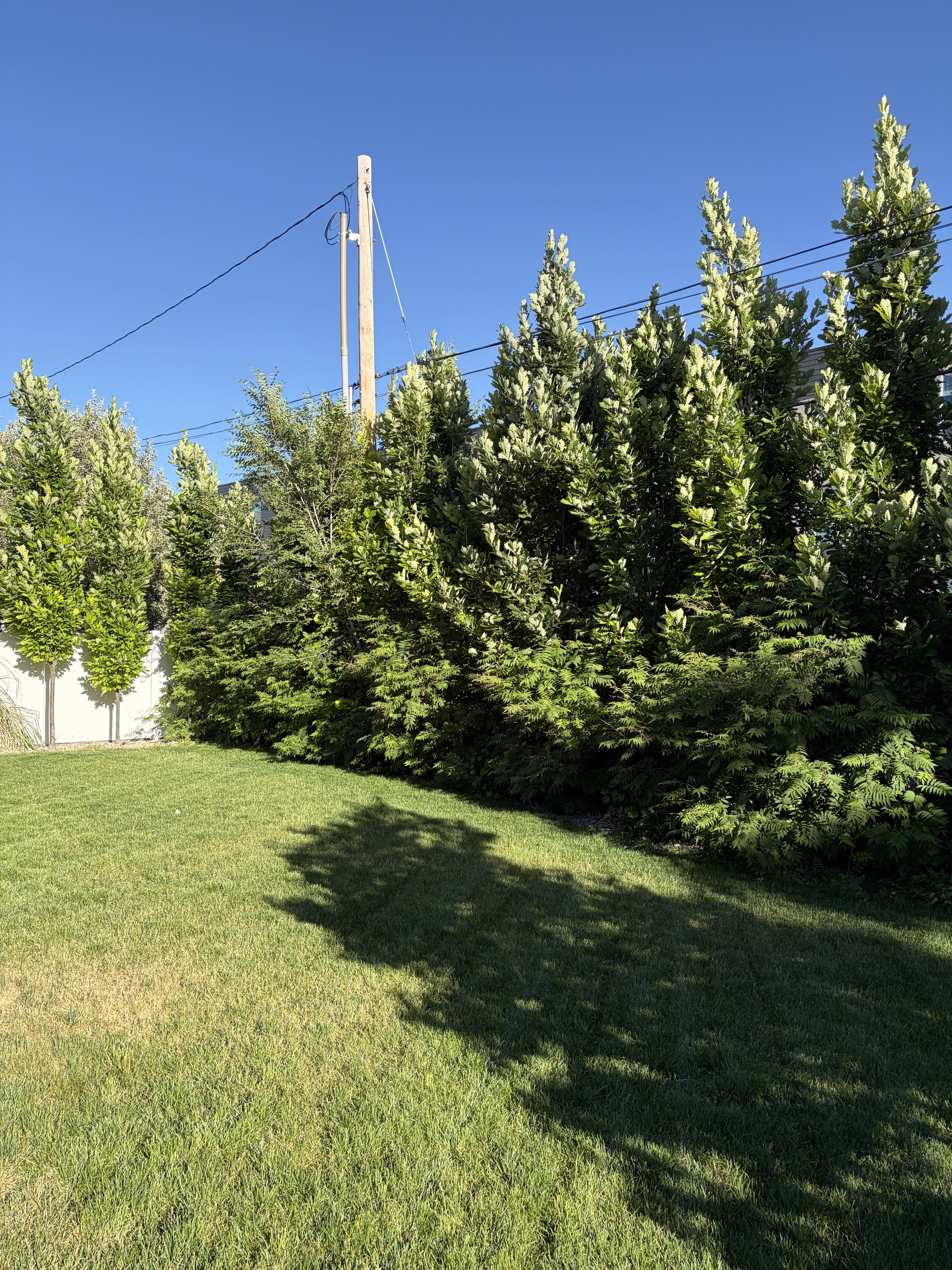 Expansive lawn bordered by a tall, dense privacy hedge