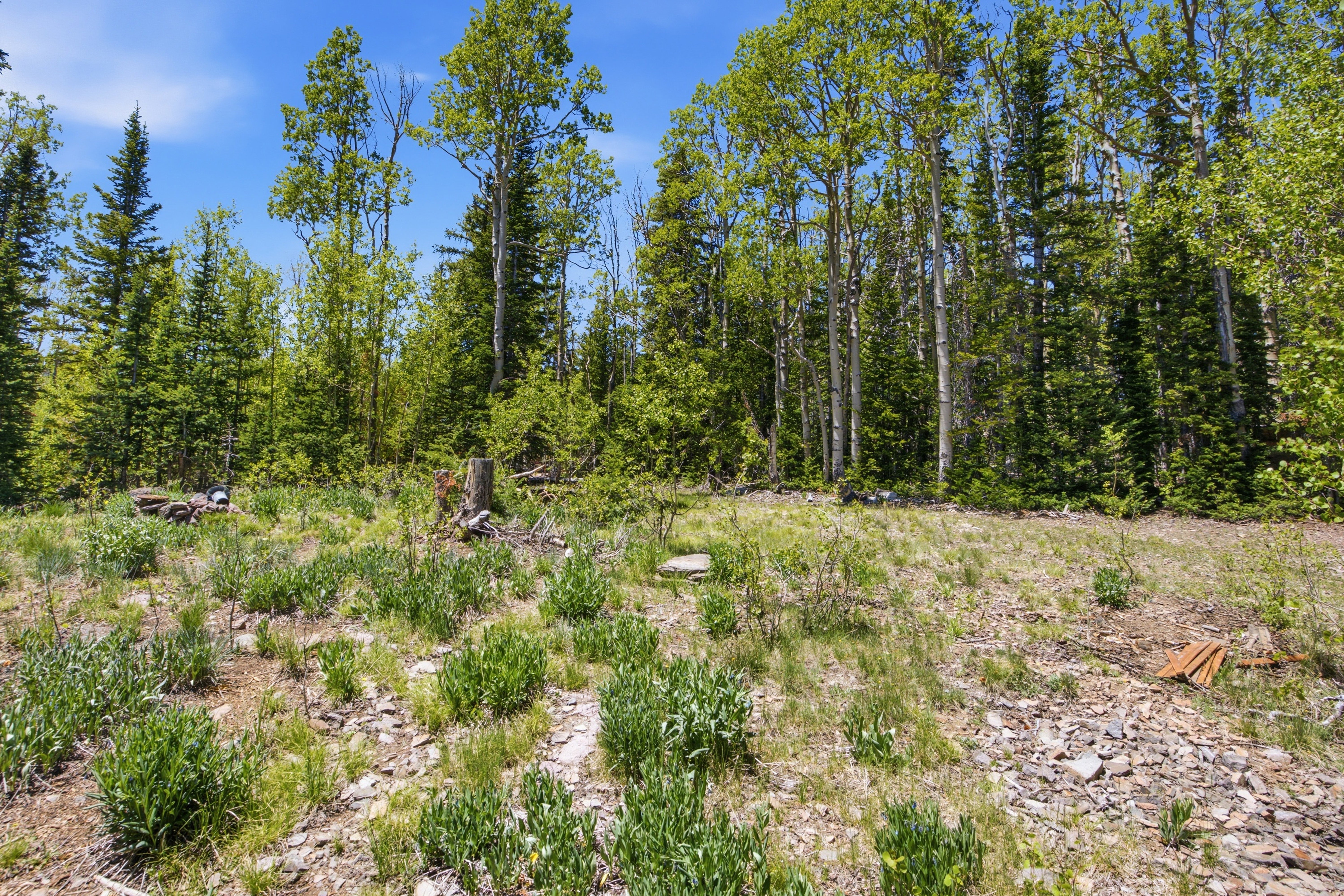 Partially cleared lot featuring a mix of evergreen and deciduous trees, natural ground cover, and a blue sky backdrop