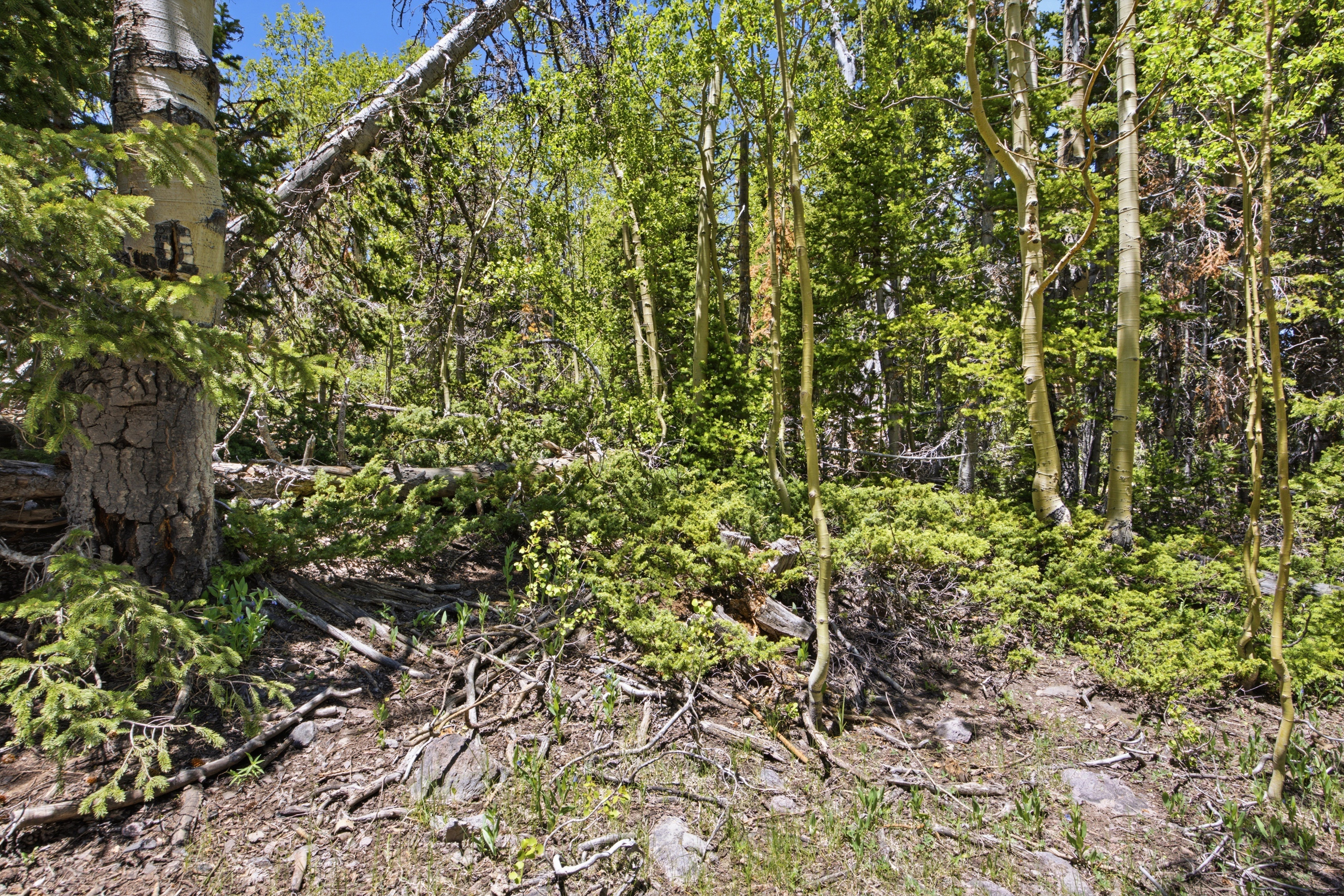 Forested landscape featuring diverse tree species including mature evergreens and aspens