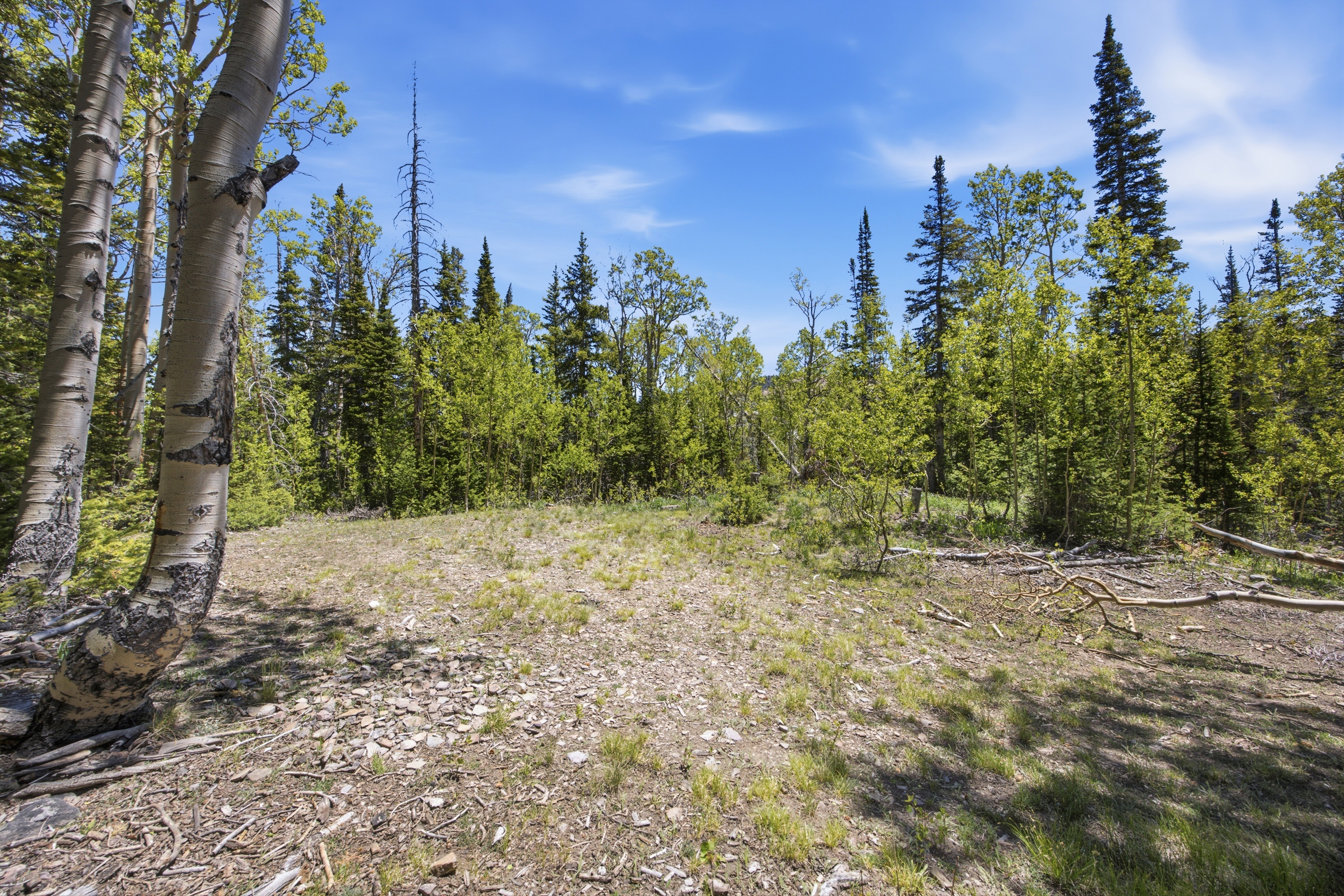 Open land area surrounded by diverse tree species under a clear sky