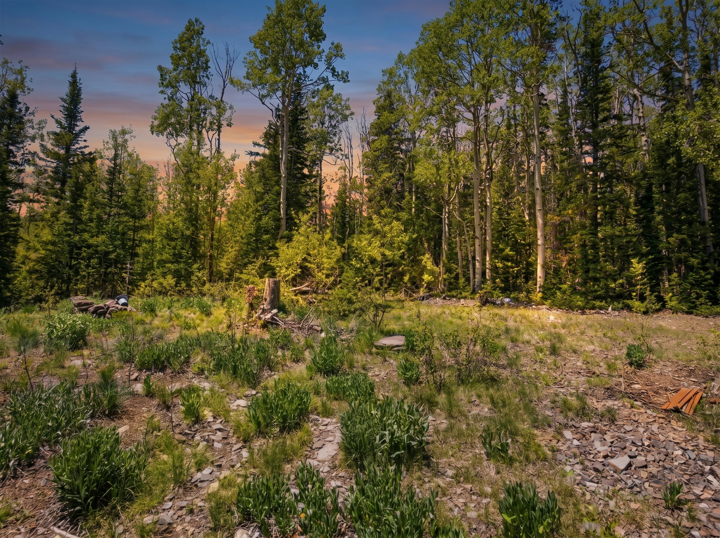 Expansive wooded lot featuring a variety of mature evergreen trees and aspens