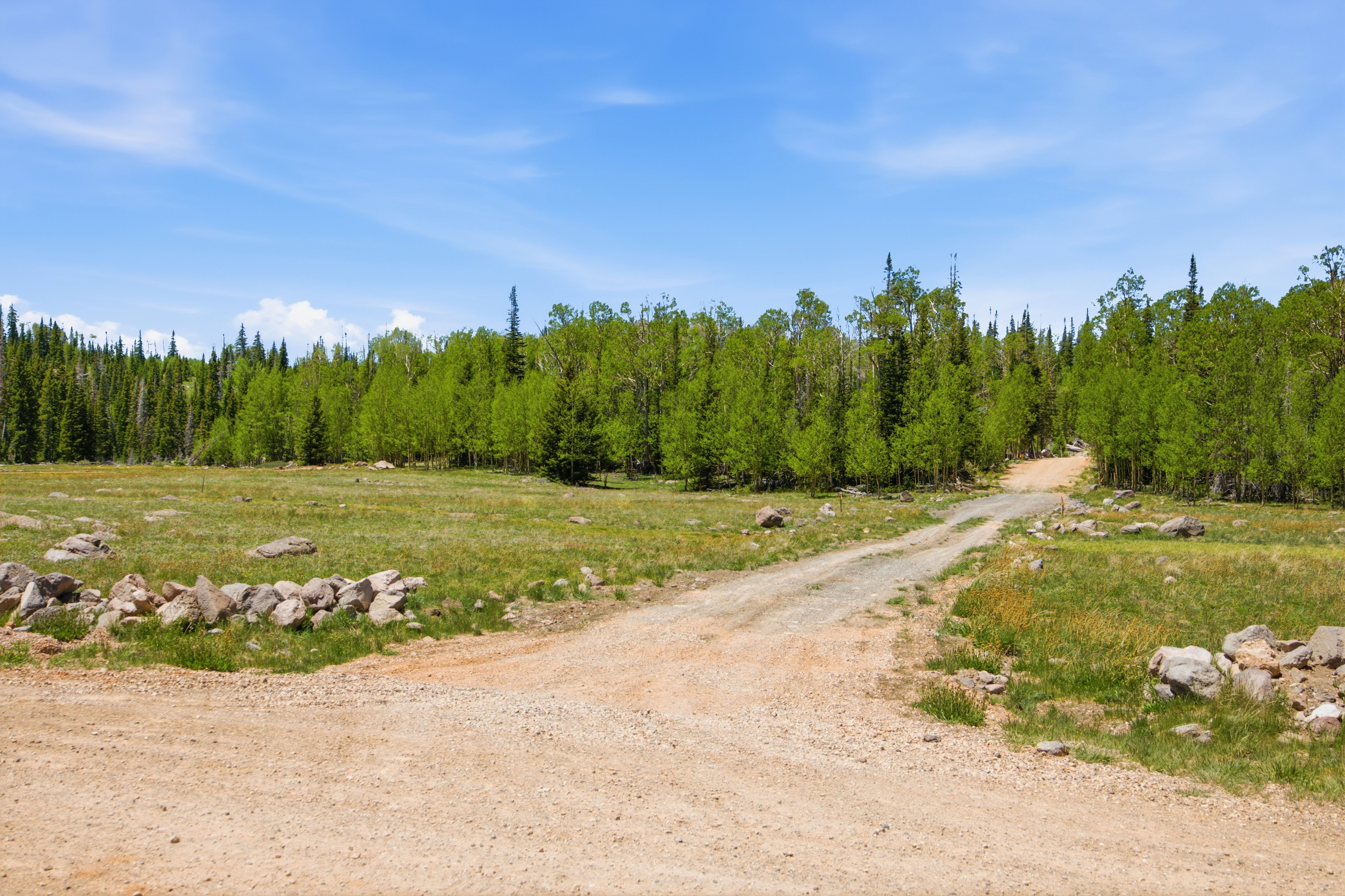 Expansive natural landscape featuring a gravel road, abundant green foliage, and a backdrop of mature trees