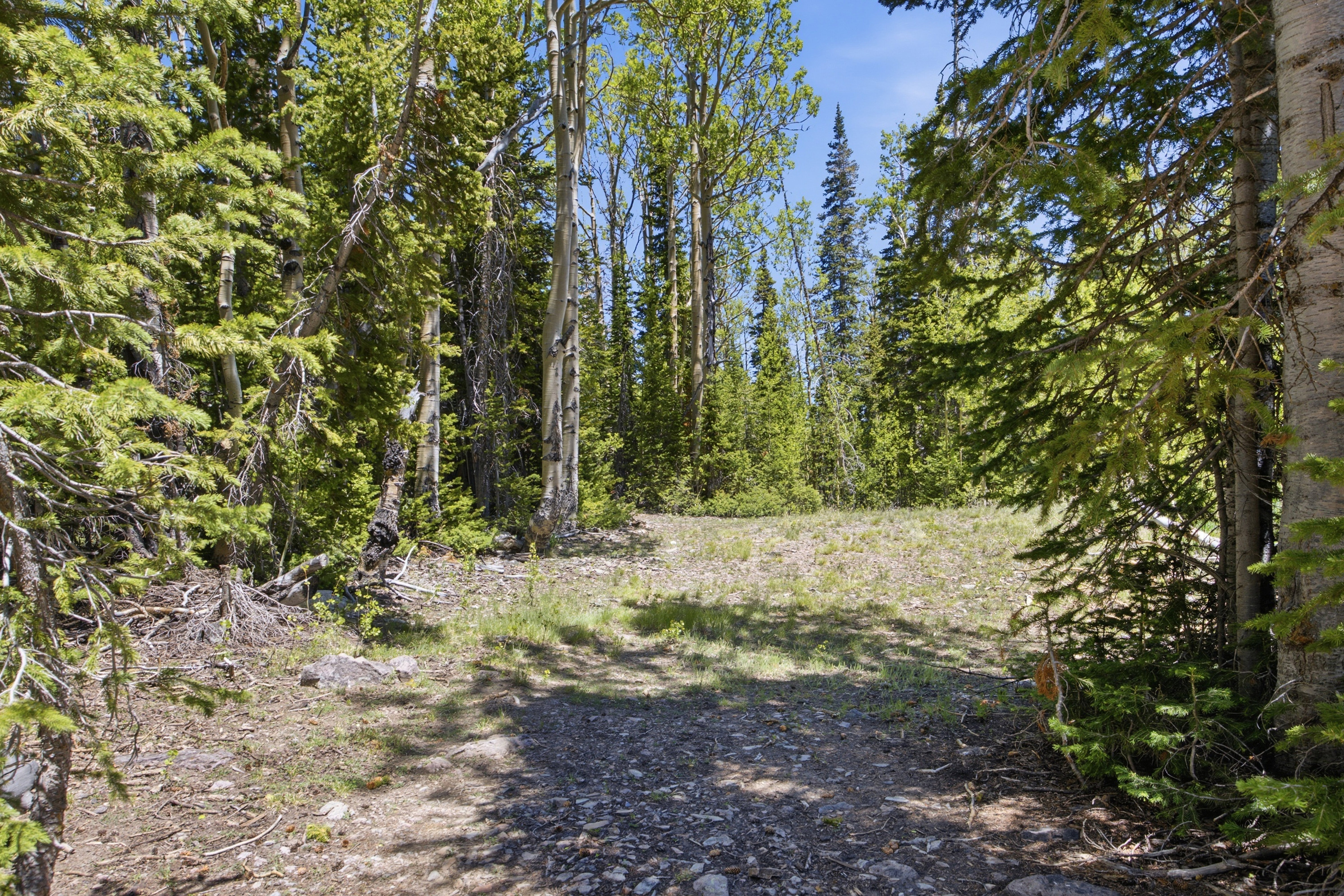 Wooded parcel featuring diverse tree species and a clearing
