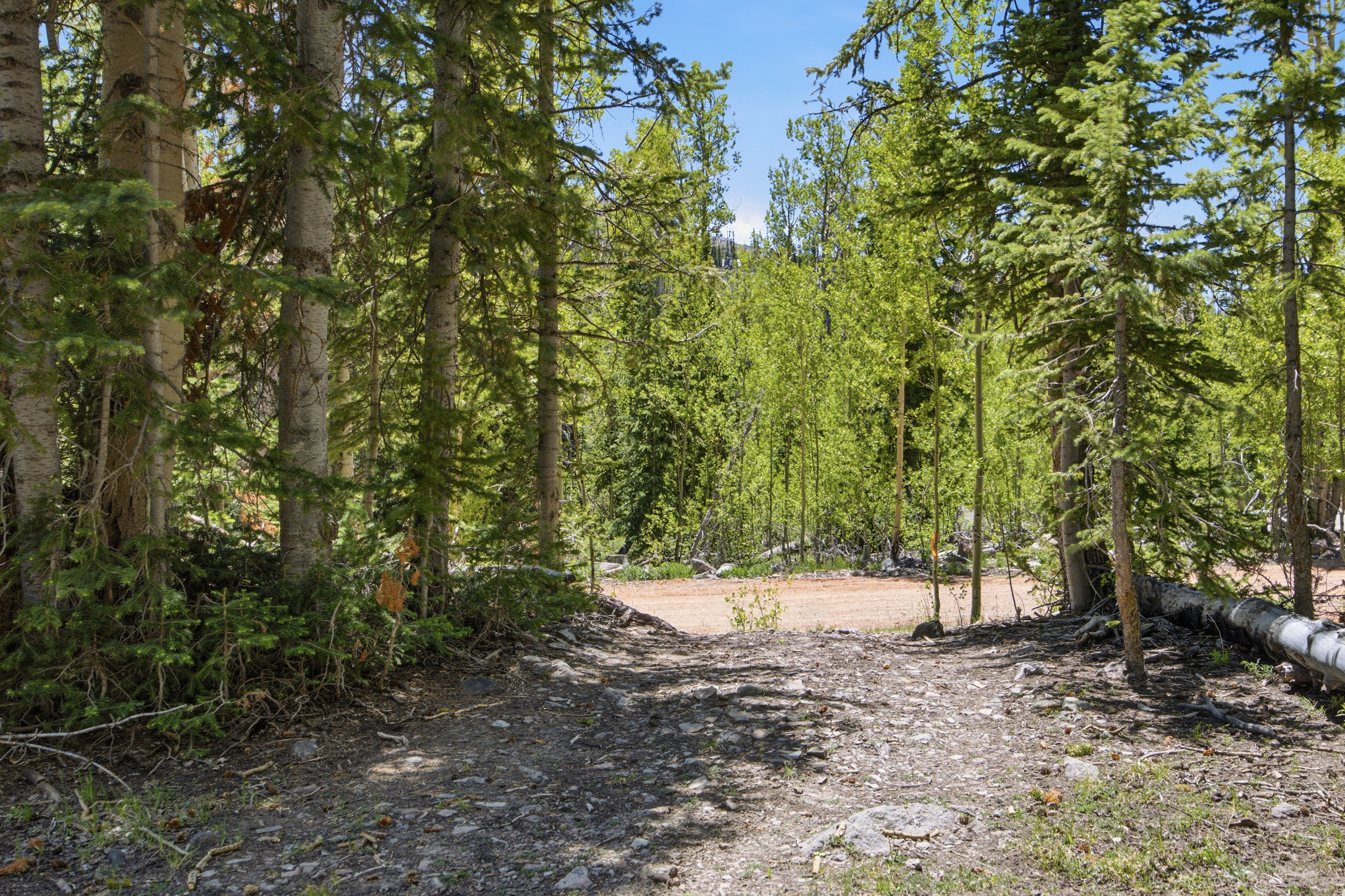 Wooded lot featuring mature evergreen trees and a cleared central area