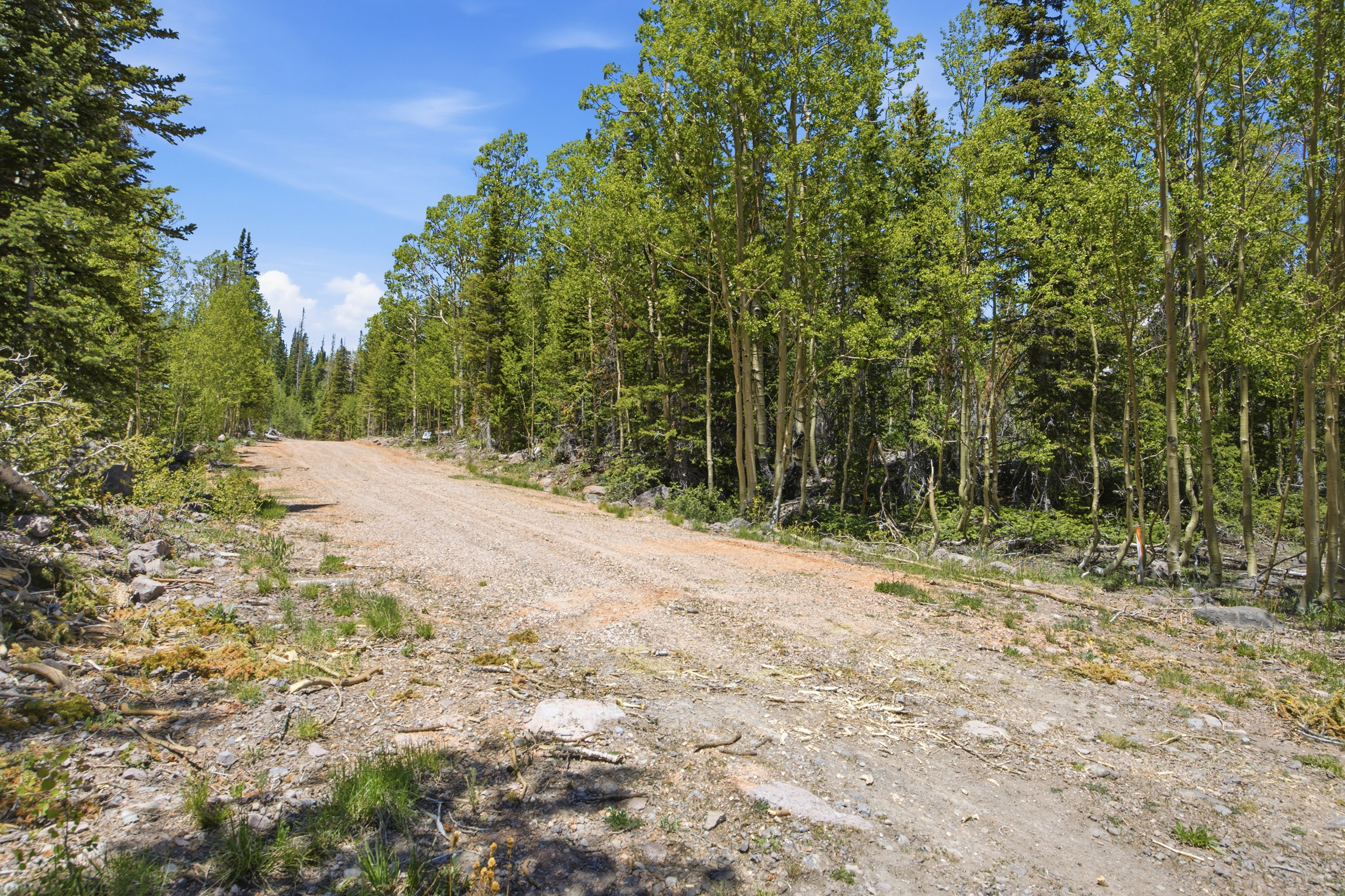 Gravel road surrounded by mature evergreen and deciduous trees under a clear blue sky