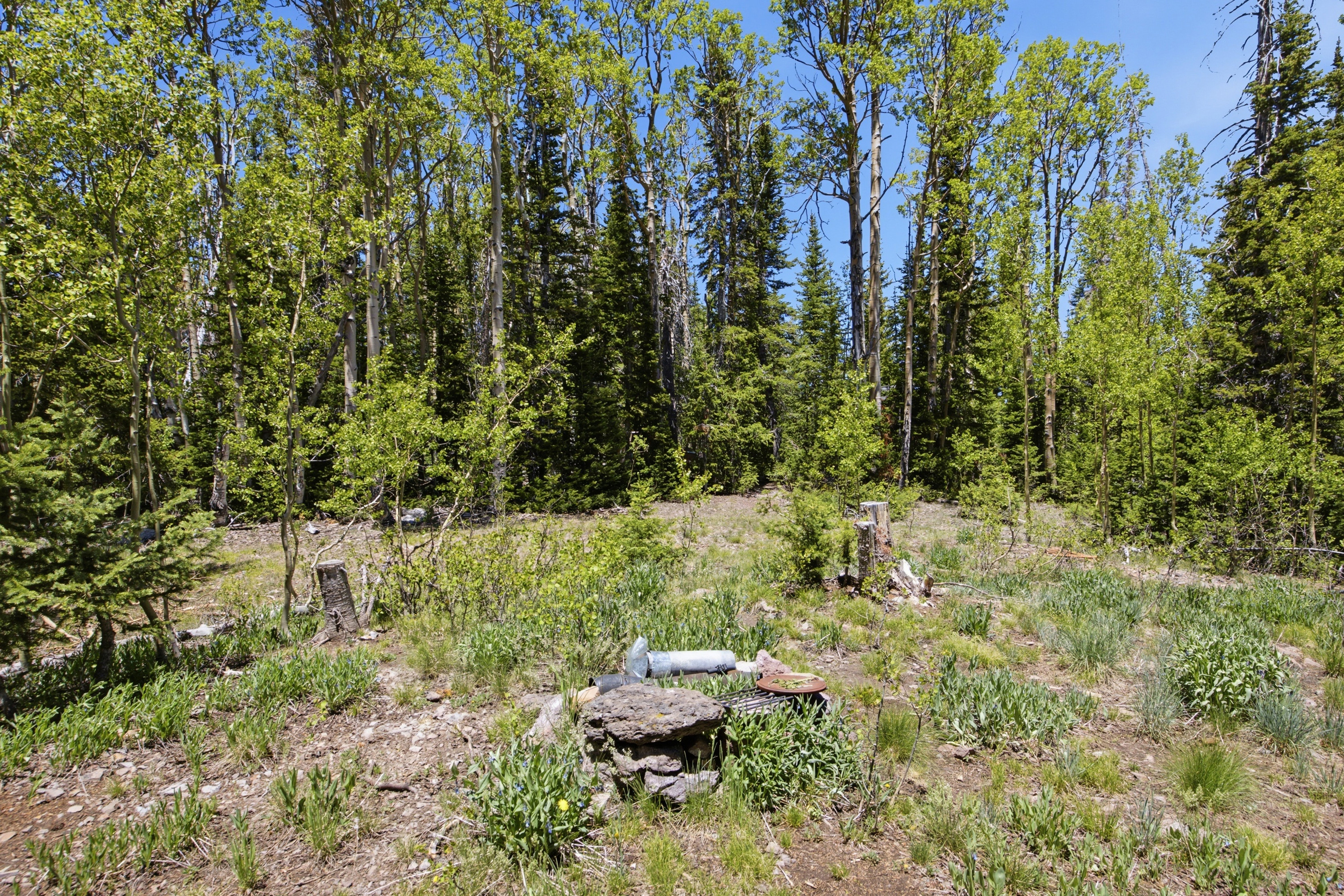 Wooded lot featuring mature trees and natural ground cover