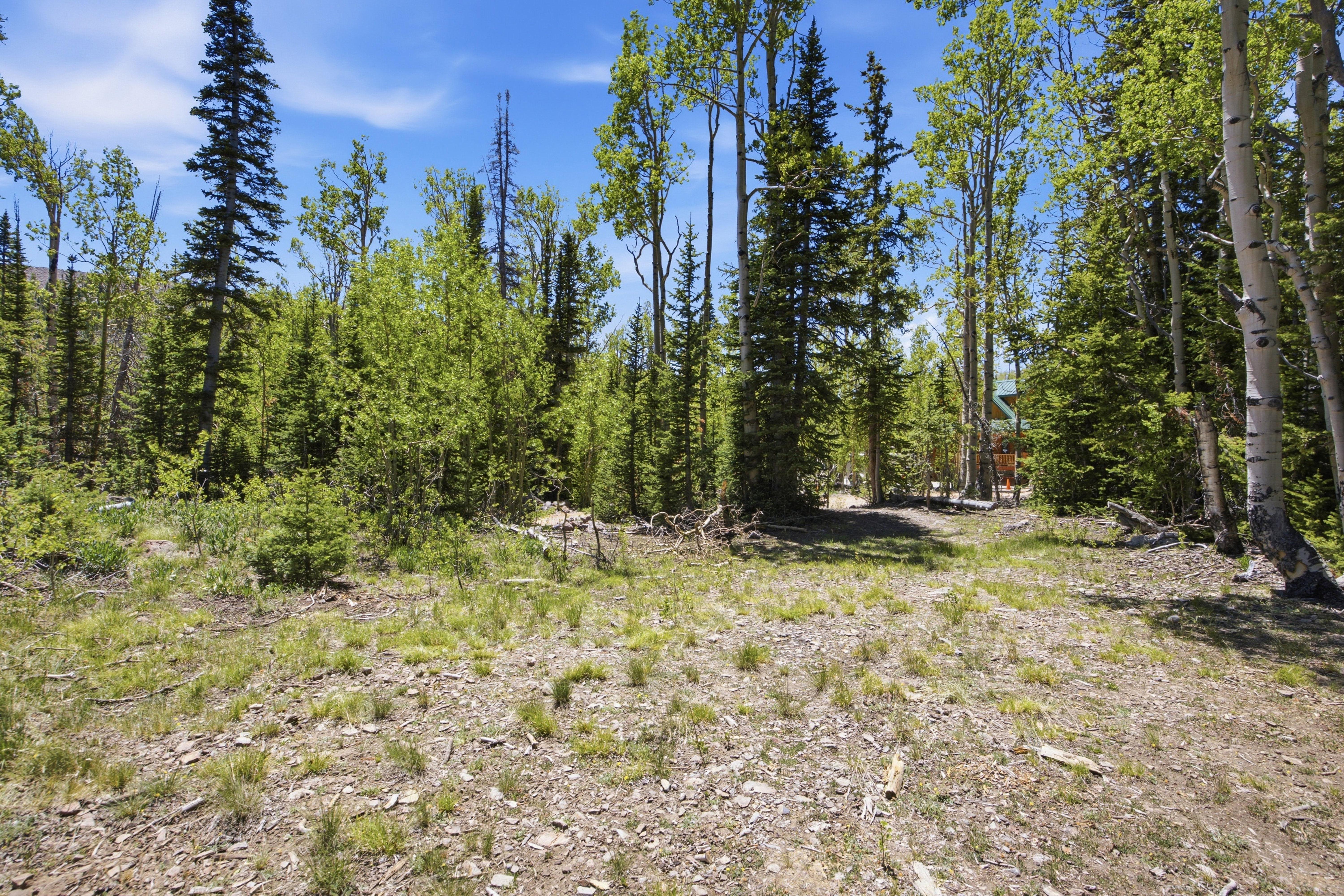 Wooded landscape featuring a mix of evergreen and deciduous trees