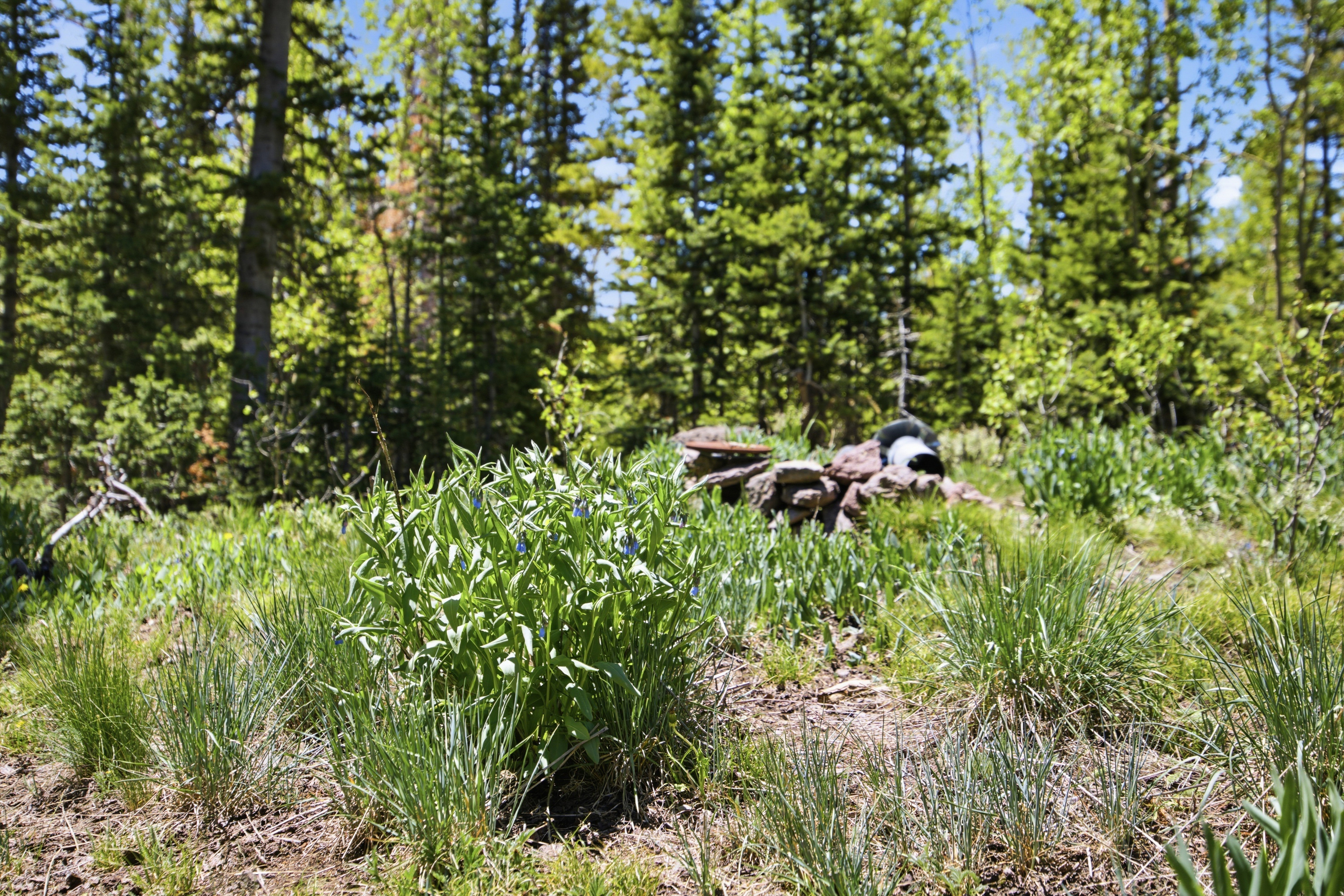 Natural landscape featuring abundant green foliage and mature evergreen trees