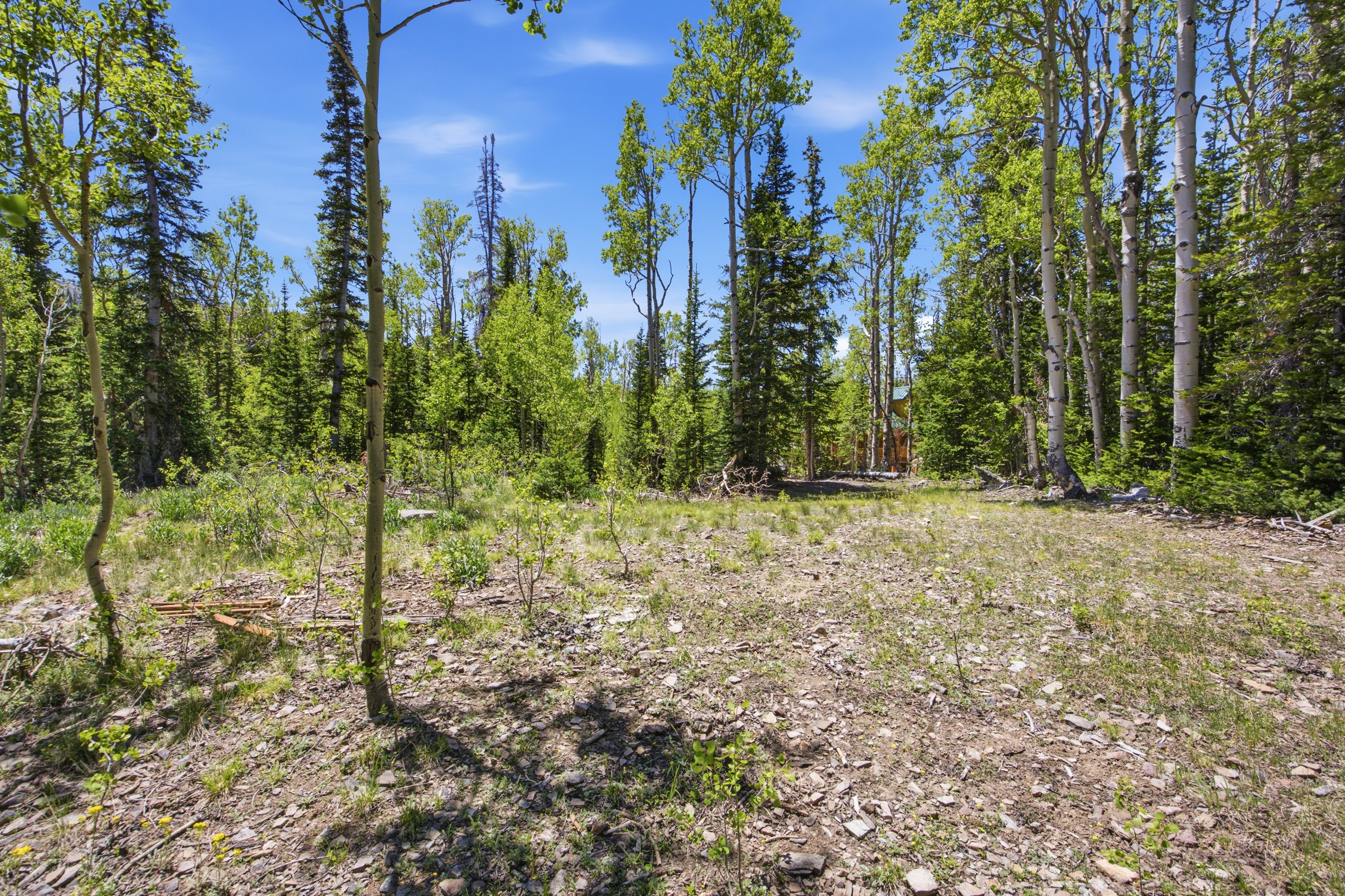Cleared buildable lot surrounded by mature trees