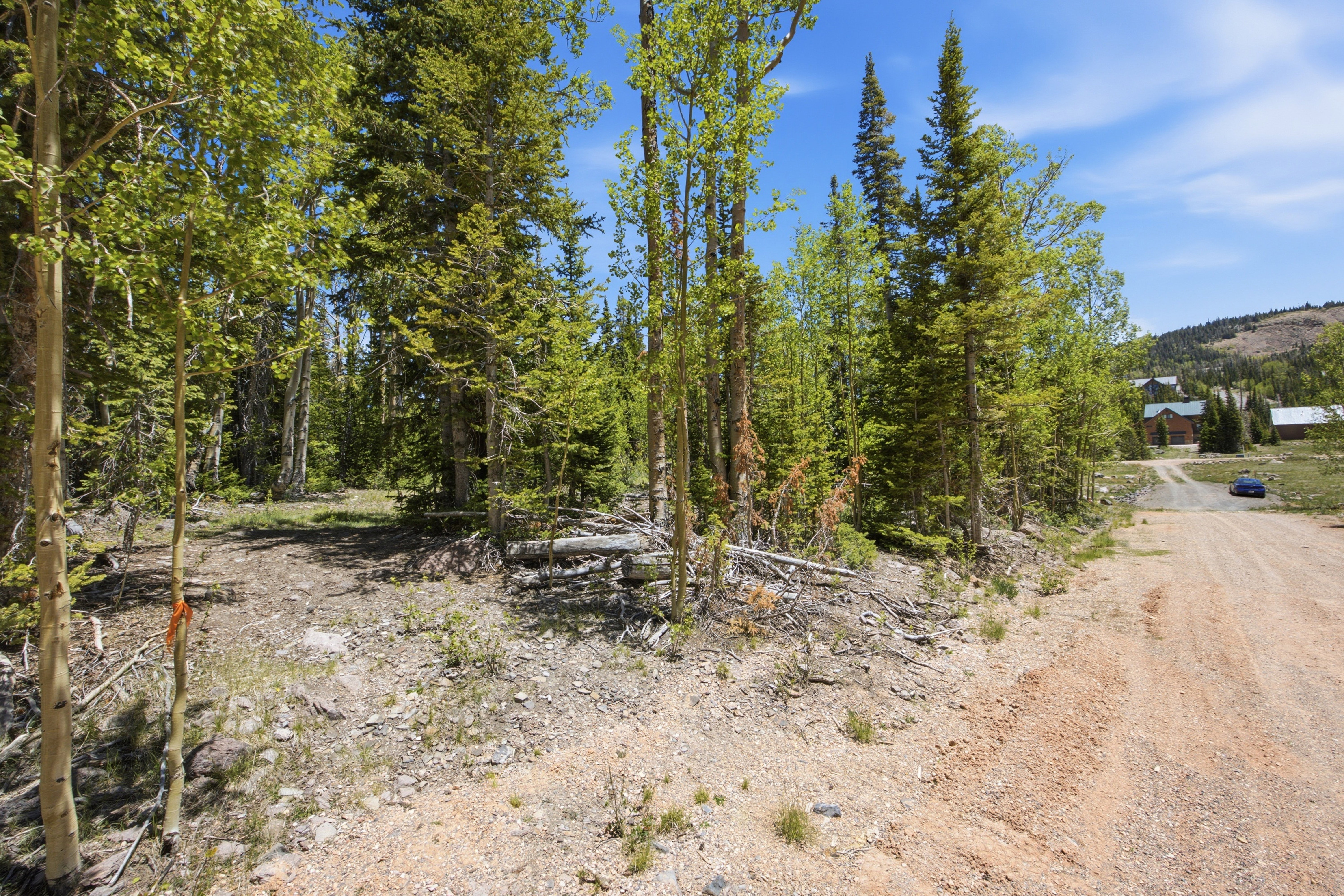 Wooded lot featuring mature evergreen and deciduous trees, with an unpaved road and distant structures